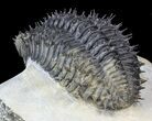 Spiny Drotops Armatus Trilobite - Long #42258-3